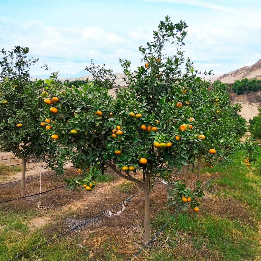 mandarinas