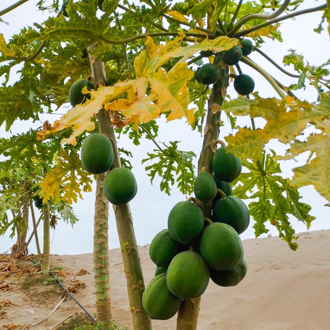 papayas